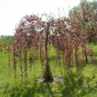 Саженцы яблони плакучей