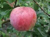 Саджанці яблунь Флоріна