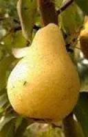 Саженцы груши Дюшес Летний