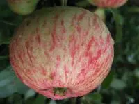 Саджанці яблунь Мрія