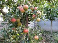 Саджанці яблунь Чемпіон Рено