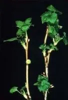 Саженцы смородины