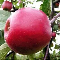 Яблоня «Коваленковское»